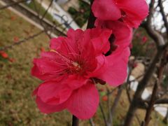 -深圳湾公园(南山区)