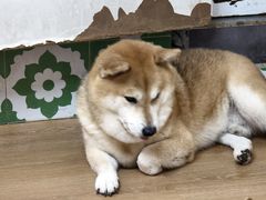 -是阿柴呀！柴犬咖啡·爱喵喵猫咖