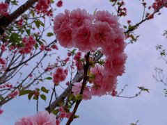 -天适樱花悠乐园