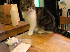 -李小姐の猫咖啡馆(五角场店)