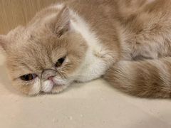 -飞行喵MR PILOT|猫舍·猫咖(静安大融城店)