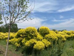 -沈阳鸟岛
