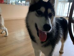 -Husky Go! 哈士奇体验馆·宠物咖啡厅狗咖