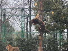 -上海野生动物园老虎餐厅