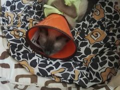 -伟伟宠物医院·CT影像中心·瑞派犬猫综合性门诊(汉口总院)