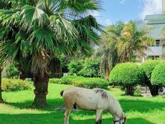 -福建鲤鱼洲酒店
