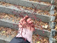 -白帝城·瞿塘峡景区