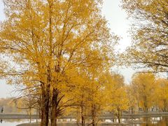 -金塔沙漠胡杨林景区