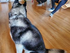 -Husky Go! 哈士奇体验馆·宠物咖啡厅狗咖