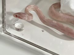 -酷以爬仙阁实体爬宠店·守宫·蜥蜴·专业繁育