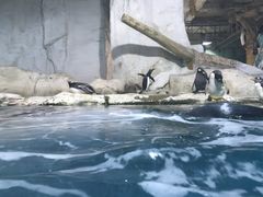 -大连圣亚海洋世界