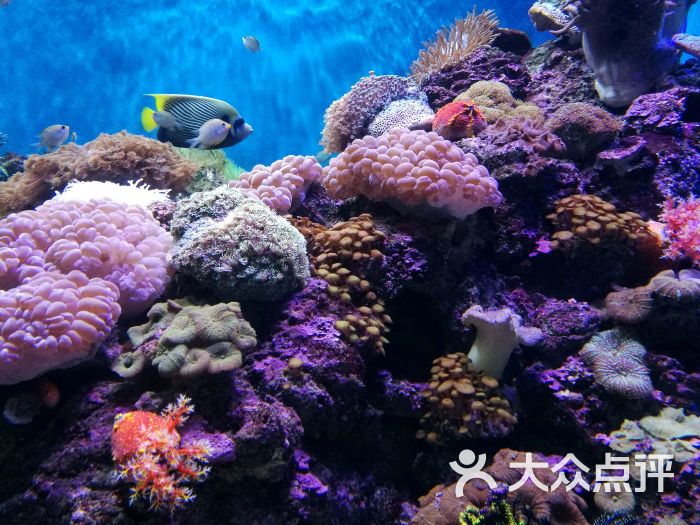 海滨城浩海立方海洋馆图片 - 第275张