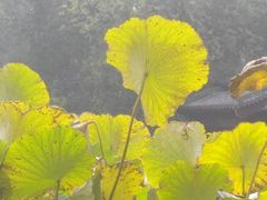 -莲湖公园