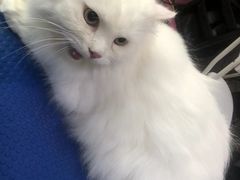 -福懋动物医院·犬猫全科·外科·重症科(杏林分院)