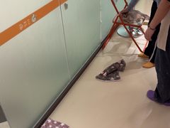 -三花喵·撸猫购宠·宠物生活馆(虹桥南丰城店)