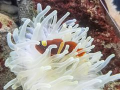 -太平洋海底世界