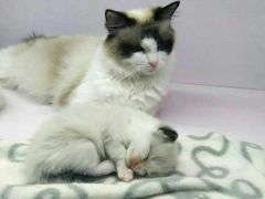 -喵的天空名猫咖啡馆·撸猫·猫舍·用品