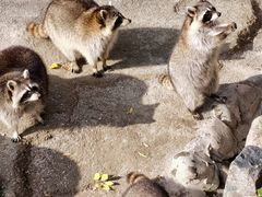 -上海野生动物园