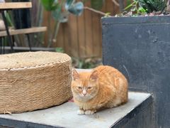 -云里小坐·小院里·团建·宴请·下午茶(三圣乡店)