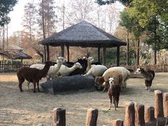 -上海野生动物园