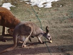 -西霞口神雕山野生动物世界