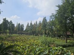 -河泥荡文化公园