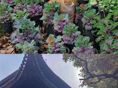 -西园戒幢律寺