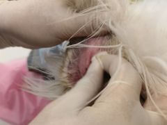 -北京观赏动物医院·24小时大型综合·猫专科·异宠专科