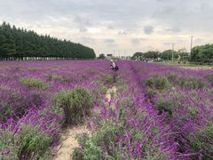 -嘉北郊野公园