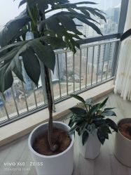 -HEYAN荷妍专业脱毛连锁机构