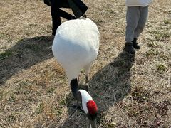-盐城丹顶鹤湿地生态旅游区