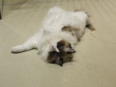 -藏猫猫咖啡主题馆(中央大道店)