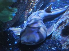 -暹罗海洋世界