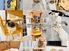 -楼上猫咖(罗湖店)