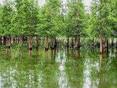 -白鹭湾湿地公园
