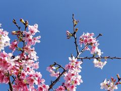 -天适樱花悠乐园