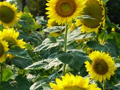 -艾溪湖湿地公园