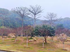 -广州市帽峰山景区