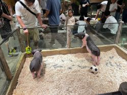 -造物庄园 萌宠纪(苏州湾歌林公园店)