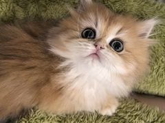 -momokira米努特·德文卷毛猫·棉花面纱犬