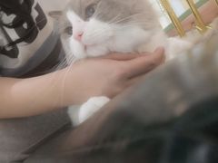 -喵喵咪呀布偶猫咖(春熙路店)