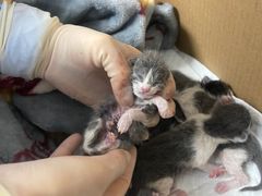 -达爱动物医院·犬猫分区·CT·复杂眼科(远洋山水分院)