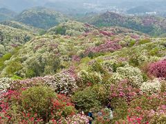 -贵州百里杜鹃风景名胜区