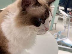 -怪兽屋·羊驼·猫咖·狗咖(俊华广场店)