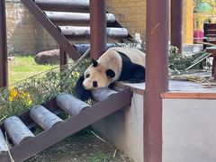 -杭州野生动物世界