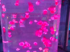 -秦皇岛新澳海底世界
