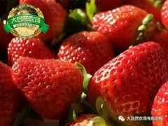 -大自然农场蔬菜草莓采摘园