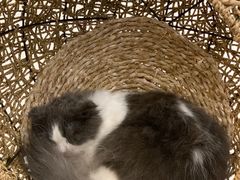 -飞行喵MR PILOT|猫舍·猫咖(静安大融城店)