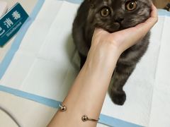 -派联宠物医院·24h·CT·异宠