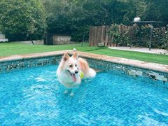 -汪说喵讲宠物乐园宠物酒店(红星美凯龙店)